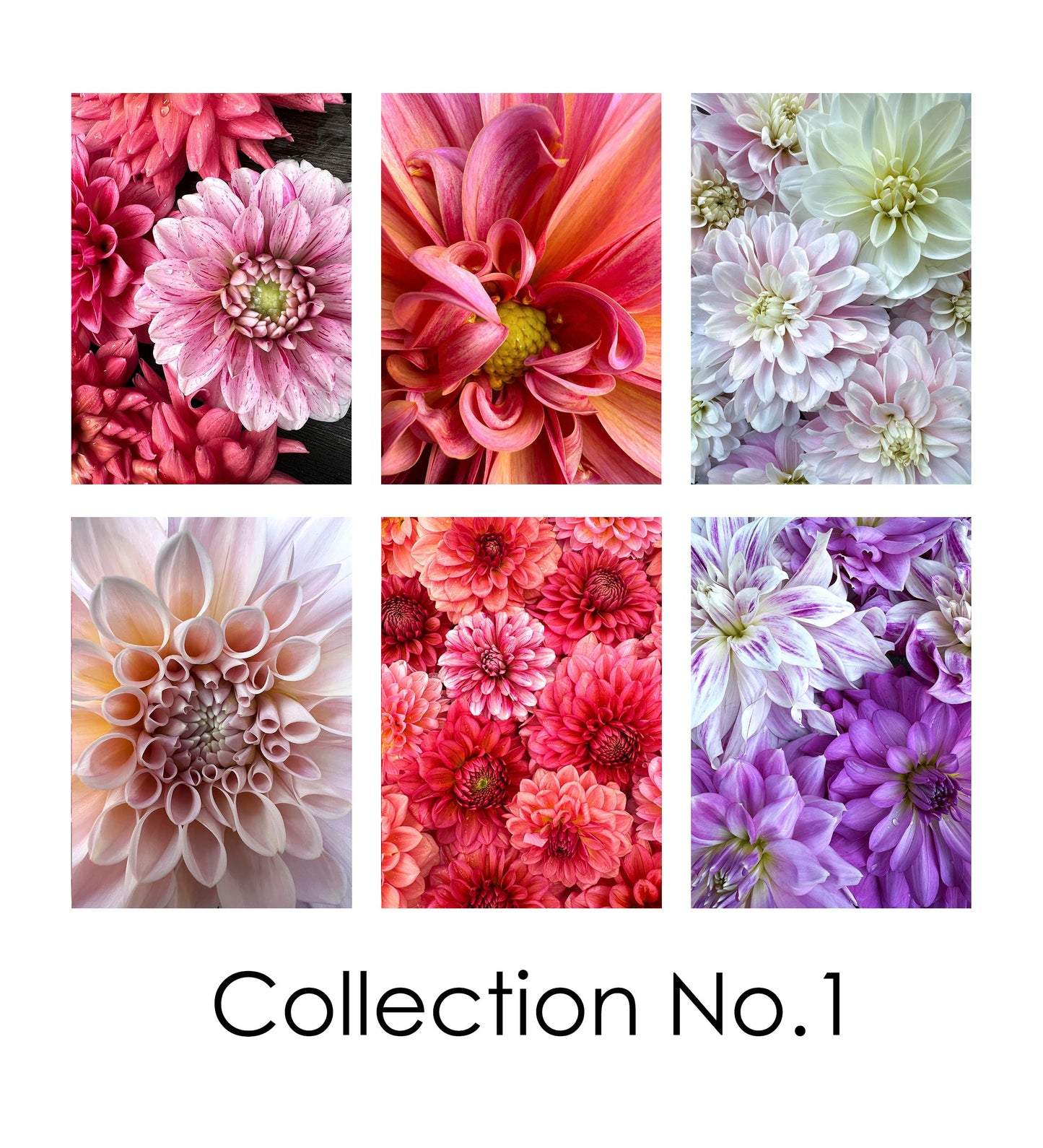 Collection No. 1